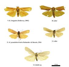 Attēlu rezultāti vaicājumam “Eilema depressa imago”