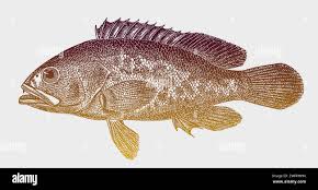 Image result for Epinephelus marginatus