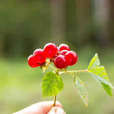 Attēlu rezultāti vaicājumam “Rubus saxatilis fruit”