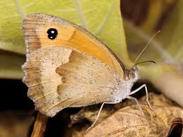 Attēlu rezultāti vaicājumam “Maniola jurtina male”