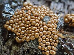 Attēlu rezultāti vaicājumam “Oligonema persimile macro”