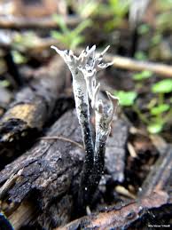 Attēlu rezultāti vaicājumam “Xylaria”