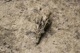 Attēlu rezultāti vaicājumam “Canephora hirsuta”