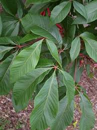 Attēlu rezultāti vaicājumam “Aesculus x hybrida leaf”