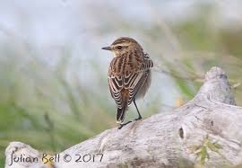 Attēlu rezultāti vaicājumam “Saxicola rubetra juvenile”