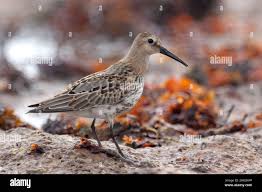 Attēlu rezultāti vaicājumam “Calidris alpina adult”