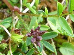 Attēlu rezultāti vaicājumam “Astragalus danicus leaf”