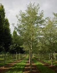 Attēlu rezultāti vaicājumam “Alnus glutinosa”