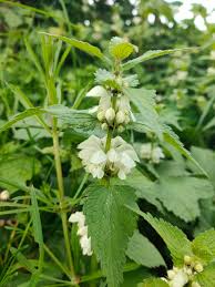 Attēlu rezultāti vaicājumam “Grypocoris sexguttatus imago”