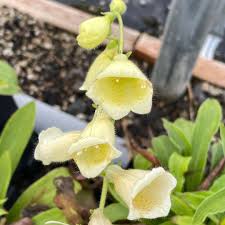 Image result for Digitalis grandiflora
