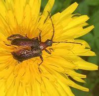 Attēlu rezultāti vaicājumam “Gaurotes virginea”