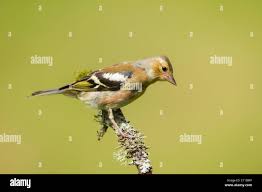 Attēlu rezultāti vaicājumam “Fringilla coelebs juvenile”