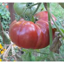 Afbeeldingsresultaat voor marizol purple tomato
