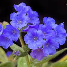 Attēlu rezultāti vaicājumam “Pulmonaria angustifolia flower”
