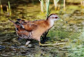 Image result for Porzana parva