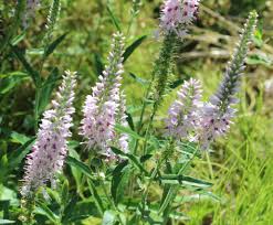 Attēlu rezultāti vaicājumam “Veronica longifolia leaf”