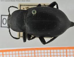 Attēlu rezultāti vaicājumam “Blaps mortisaga”