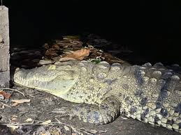 Image result for Crocodylus acutus