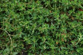 Attēlu rezultāti vaicājumam “Polygonum aviculare”