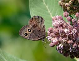 Attēlu rezultāti vaicājumam “Thecabius affinis nymph”
