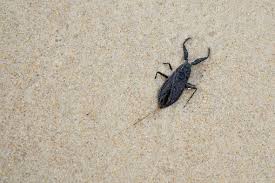 Attēlu rezultāti vaicājumam “Nepa cinerea nymph”