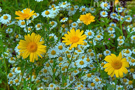 Image result for Chrysanthemum segetum