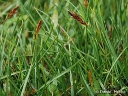 Attēlu rezultāti vaicājumam “Blysmus compressus fruit”