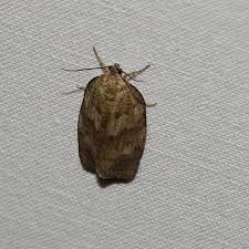 Attēlu rezultāti vaicājumam “Comatricha alta macro”