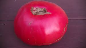 Afbeeldingsresultaat voor prudence purple tomato