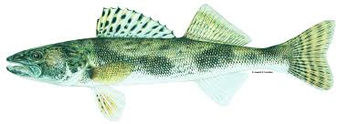 Image result for Sander canadensis/vitreus