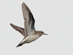 Image result for Calidris subminuta