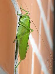 Attēlu rezultāti vaicājumam “Tettigonia viridissima”