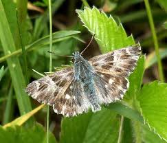 Attēlu rezultāti vaicājumam “Carcharodus floccifera”