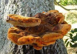 Attēlu rezultāti vaicājumam “Inonotus rheades”