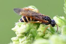 Attēlu rezultāti vaicājumam “Euura brevicornis”