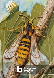 Attēlu rezultāti vaicājumam “Sesia apiformis”