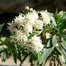 Attēlu rezultāti vaicājumam “Achillea salicifolia”