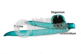 Attēlu rezultāti vaicājumam “Nitella sp.”