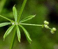 Attēlu rezultāti vaicājumam “Galium aparine fruit”