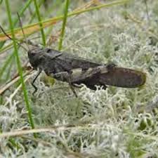 Attēlu rezultāti vaicājumam “Closterotomus biclavatus imago”