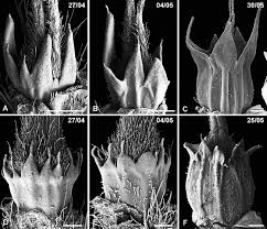 Attēlu rezultāti vaicājumam “Carpinus betulus female flower”