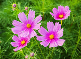 Attēlu rezultāti vaicājumam “Asteraceae”