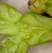 Attēlu rezultāti vaicājumam “Thuja occidentalis leaf”