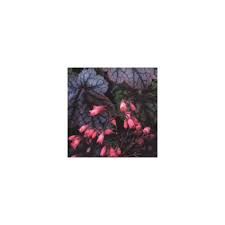 Image result for Heuchera Metallica