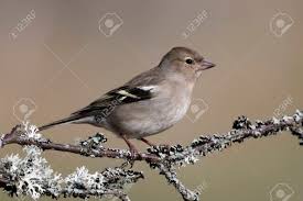 Attēlu rezultāti vaicājumam “Fringilla coelebs female”