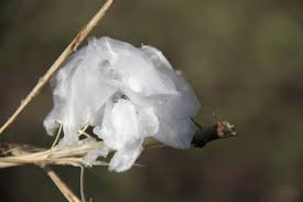 Attēlu rezultāti vaicājumam “Frost Flowers”