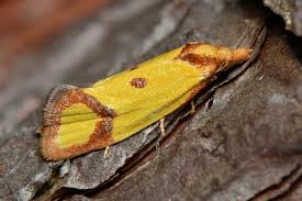 Attēlu rezultāti vaicājumam “Triplax aenea”