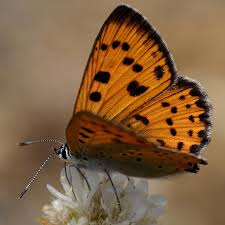 Attēlu rezultāti vaicājumam “Lycaena alciphron”