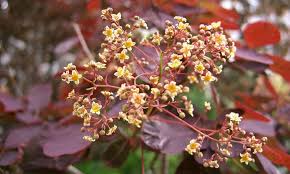 Attēlu rezultāti vaicājumam “Cotinus coggygria flower”