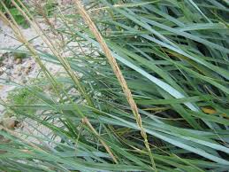 Attēlu rezultāti vaicājumam “Leymus arenarius”